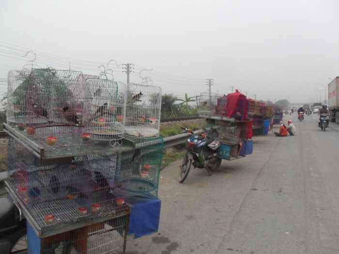 Chợ chim mọc lên trên quốc lộ 5, thuộc đoạn thị trấn Châu Quỳ, Gia Lâm (HN) dài hơn 100 mét, lấn chiếm hết một dải phân cách bên trong, ảnh hưởng lớn đến người tham gia giao thông.